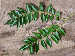 Curry Leaves sleeved