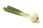 Spring Onion (bulb)